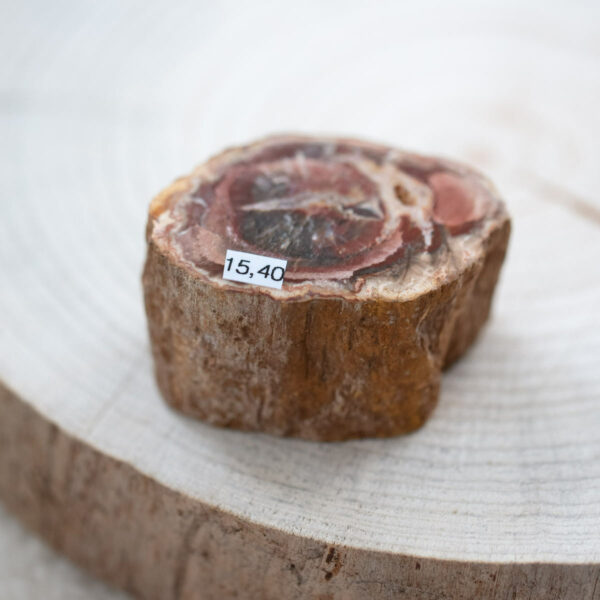 versteinertes Holz