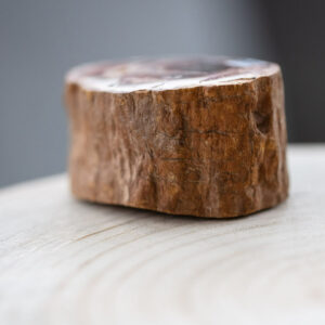 versteinertes Holz