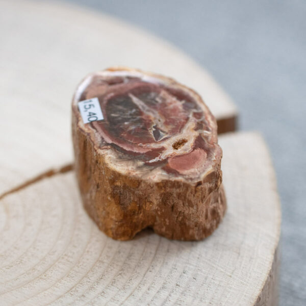 versteinertes Holz Madagaskar
