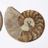Ammonite Paar