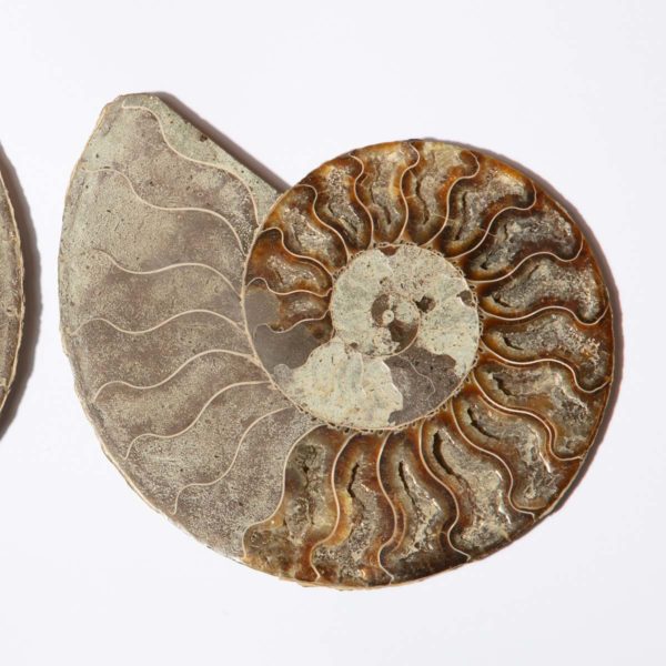 Ammonite Paar