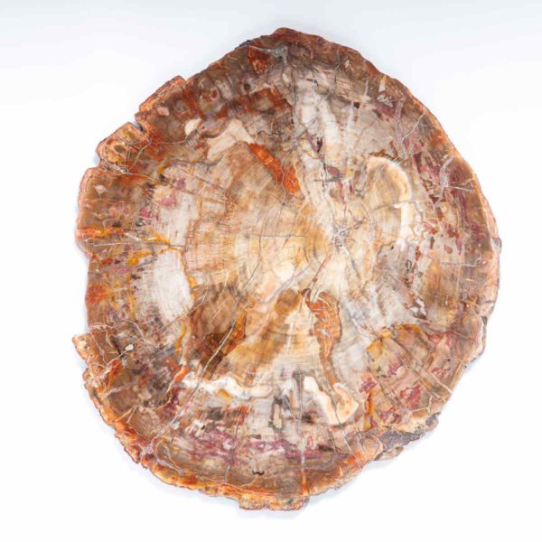 Versteinertes Holz 32x35,5 cm