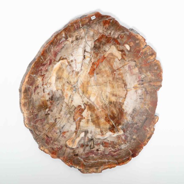 Versteinertes Holz 32x35,5 cm