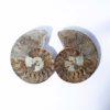 Ammonite Paar