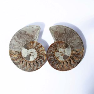 Ammonite Paar