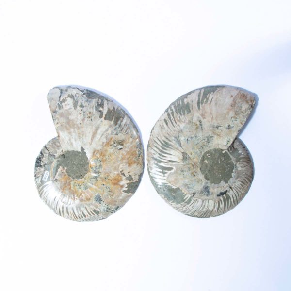 Ammonite Paar