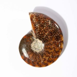 Ammonite Madagascar
