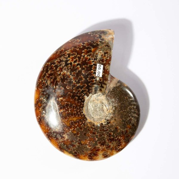 Ammonite Madagascar