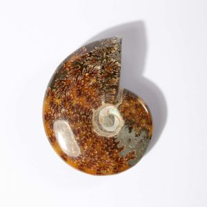 Ammonite Madagascar