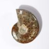 Ammonite Madagascar