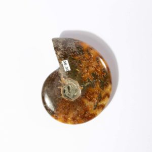 Ammonite Madagascar