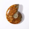 Ammonite Madagascar