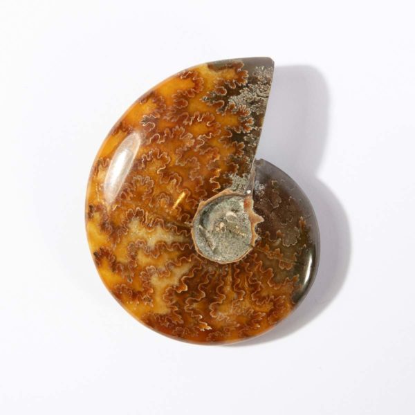 Ammonite Madagascar