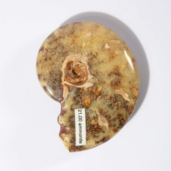 Ammonite Madagascar