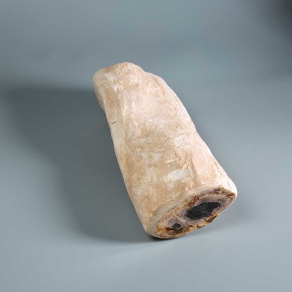 Versteinertes Holz