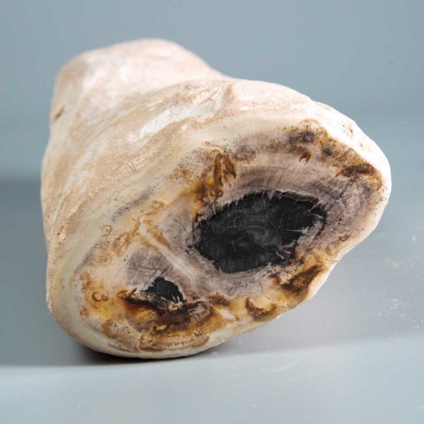 Versteinertes Holz