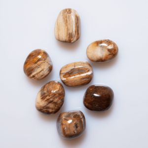 Versteinertes Holz Madagaskar Trommelstein 20 mm