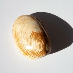 fossile muschel versteinerung madagaskar
