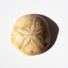 Sanddollar versteinerter Seeigel Jura