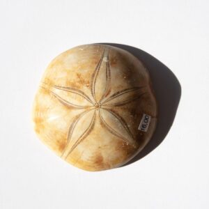 Sanddollar versteinerter Seeigel Jura