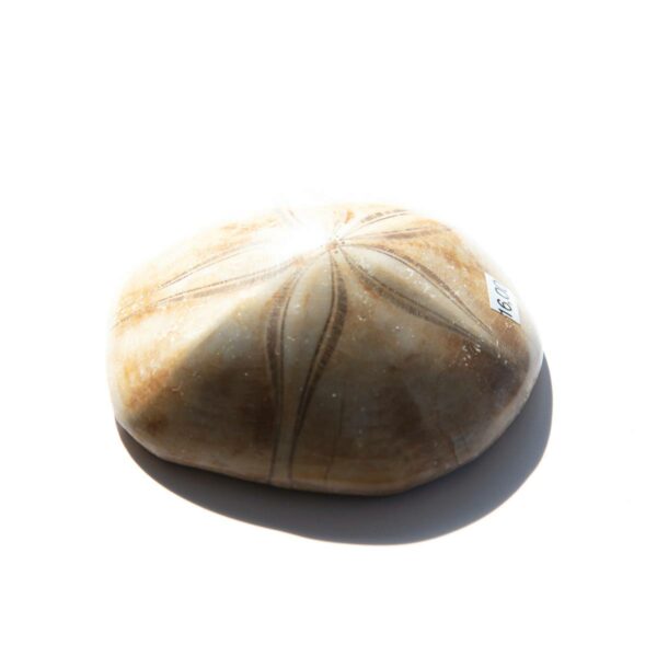 Sanddollar versteinerter fossiler Seeigel Jura