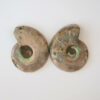 Ammonit versteinerung - Fossilien Madagaskar
