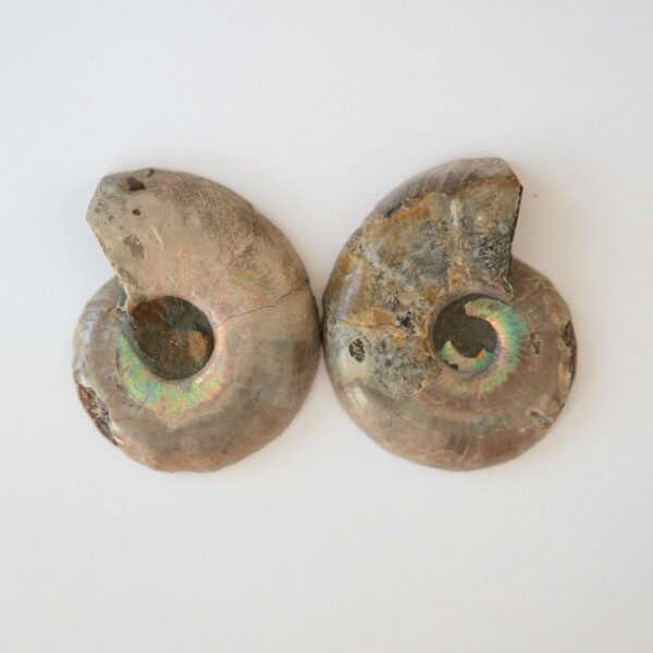 Ammonit versteinerung - Fossilien Madagaskar