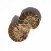 Ammonit versteinerung - Fossilien Madagaskar