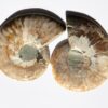 Ammonit versteinerung - Fossilien Madagaskar
