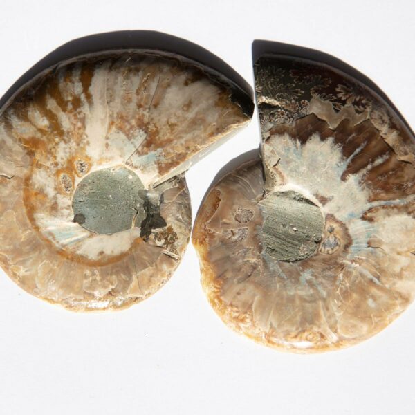 Ammonit versteinerung - Fossilien Madagaskar