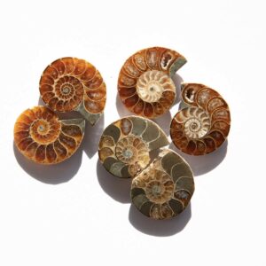 Ammonit Pärchen versteinerung Fossilien Madagaskar